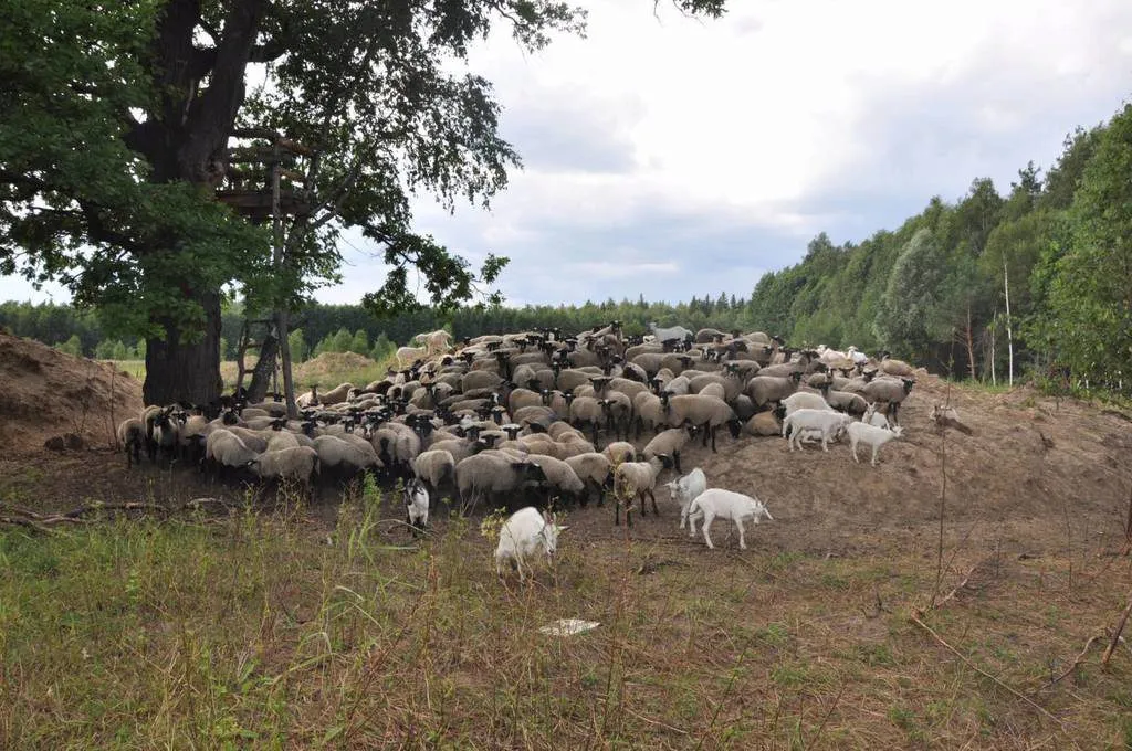 овцы и бараны романовской породы. в Шатуре