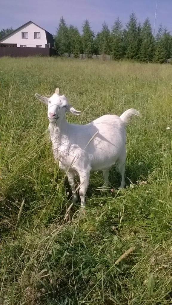 дойные козы зааненской породы  в Звенигороде