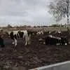 бычки живым весом в Серпухове