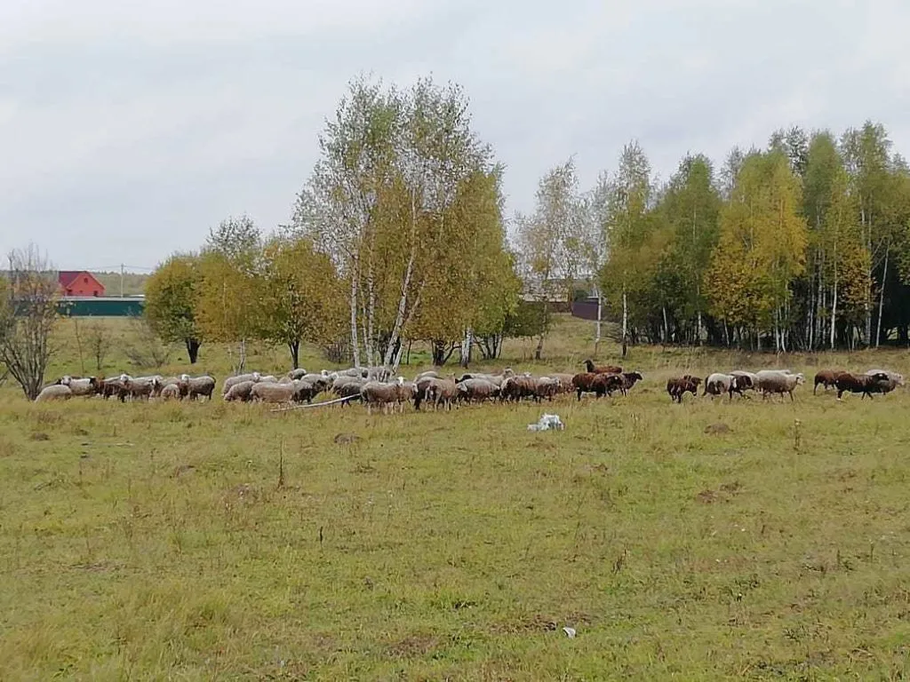 овцы-бараны разных пород в Серпухове