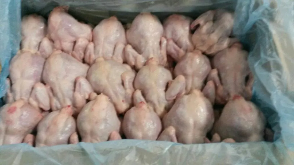 продажа Цыпленок корнишон в Истре 4
