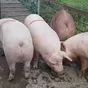 свиньи, поросята, свиноматки с комплекса в Москве и Московской области 5