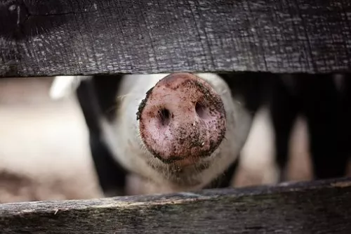 В Можайск привезли поголовье племенных норвежских свиней