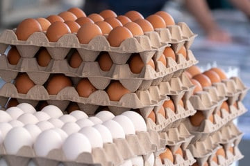 Птицефабрику мощностью более 1,2 млн яиц в сутки планируют построить в Луховицах