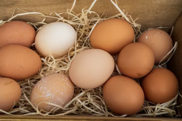 Производство яиц в сельскохозяйственных организациях Подмосковья увеличилось на 12 %