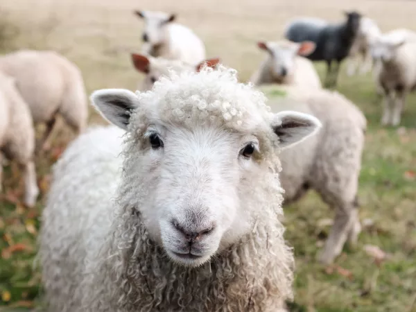 О новых правилах содержания овец и коз напомнили животноводам Подмосковья