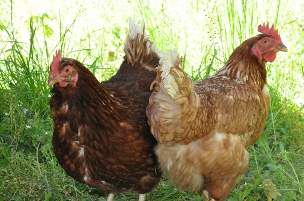 Три четверти поголовья птицы в Подмосковье застрахованы на случай гриппа птиц