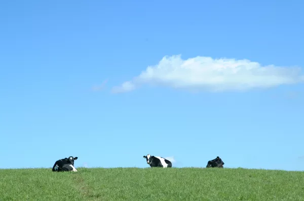Зеленоградские фермеры будут разводить мясную породу безрогих коров