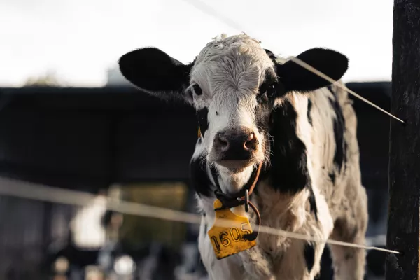 В Подмосковье показали теленка первой клонированной в России коровы