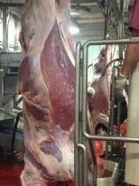 мясо говядины от производителя оптом РБ 5
