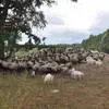 овцы и бараны романовской породы. в Шатуре
