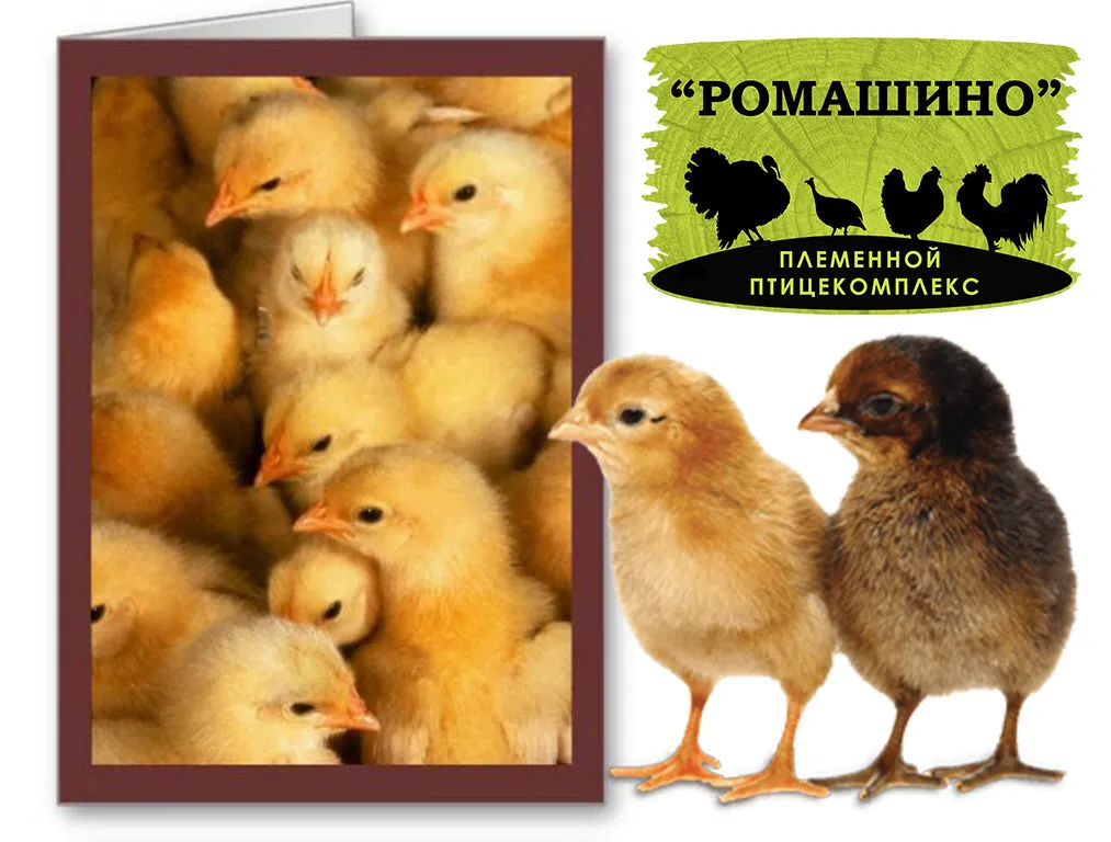 цыплята Доминант и Ломан браун в Москве