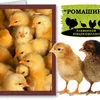 цыплята Доминант и Ломан браун в Москве