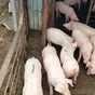 свиноматки, поросята, свиньи с комплекса в Москве и Московской области 2