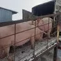 свиноматки, поросята, свиньи с комплекса в Москве и Московской области 5