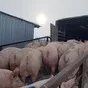 свиноматки, поросята, свиньи с комплекса в Москве и Московской области 6