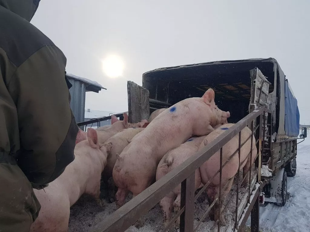свиноматки, поросята, свиньи с комплекса в Москве и Московской области 4