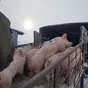 свиноматки, поросята, свиньи с комплекса в Москве и Московской области 4