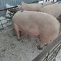 свиноматки, поросята, свиньи с комплекса в Москве и Московской области 3