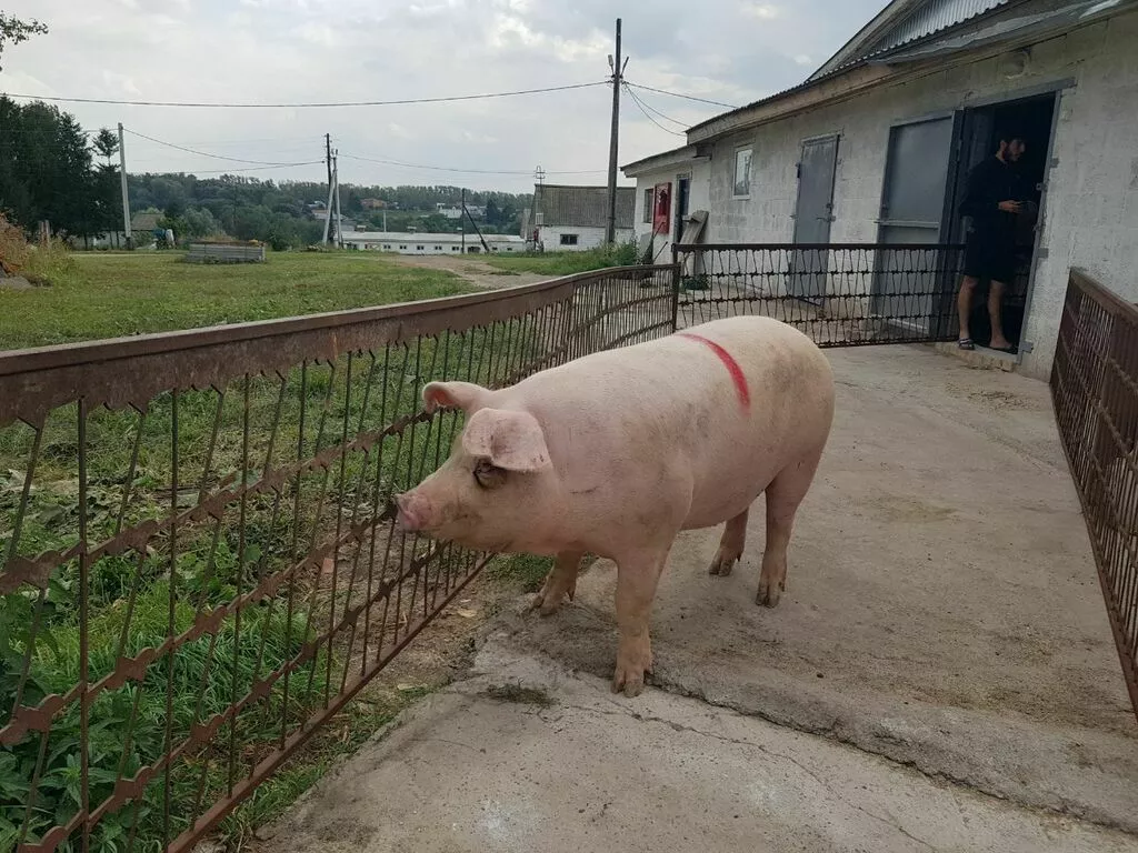 Фотография продукта Свиноматки, поросята, свиньи с комплекса