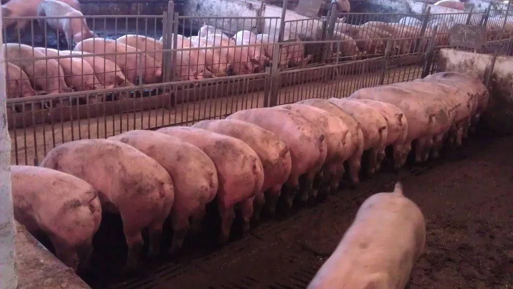 свиньи 80 - 300 кг.поросята 5-60 кг. в Москве и Московской области 10