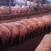 свиньи 80 - 300 кг.поросята 5-60 кг. в Москве и Московской области 10