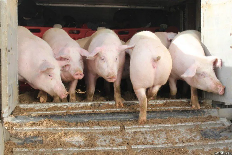 свиньи 80 - 300 кг.поросята 5-60 кг. в Москве и Московской области 8