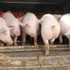 свиньи 80 - 300 кг.поросята 5-60 кг. в Москве и Московской области 8