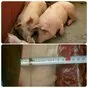 свиньи 80 - 300 кг.поросята 5-60 кг. в Москве и Московской области 5