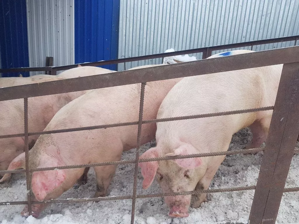свиньи 80 - 300 кг.поросята 5-60 кг. в Москве и Московской области 3