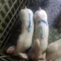 свиньи 80 - 300 кг.поросята 5-60 кг. в Москве и Московской области 6
