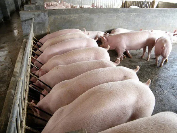 фотография продукта Свиньи 80 - 300 кг.поросята 5-60 кг.