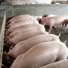 свиньи 80 - 300 кг.поросята 5-60 кг. в Москве и Московской области