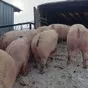 свиньи 80 - 300 кг.поросята 5-60 кг. в Москве и Московской области 2