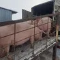 свиноматки, поросята, свиньи (оптом) в Москве и Московской области 6