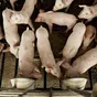 свиньи, поросята от 5-300 кг в Москве и Московской области 2