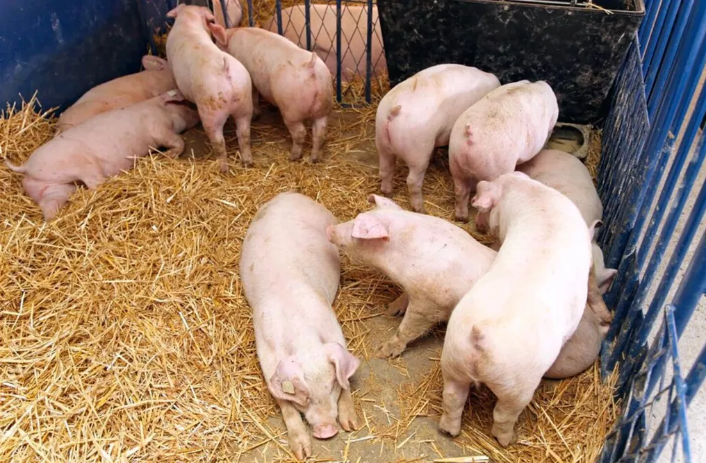 свиньи, поросята от 5-300 кг в Москве и Московской области 4
