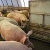 свиньи, поросята от 5-300 кг в Москве и Московской области 8
