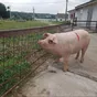свиньи, поросята от 5-300 кг в Москве и Московской области 3