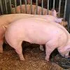 свиньи, поросята от 5-300 кг в Москве и Московской области 10