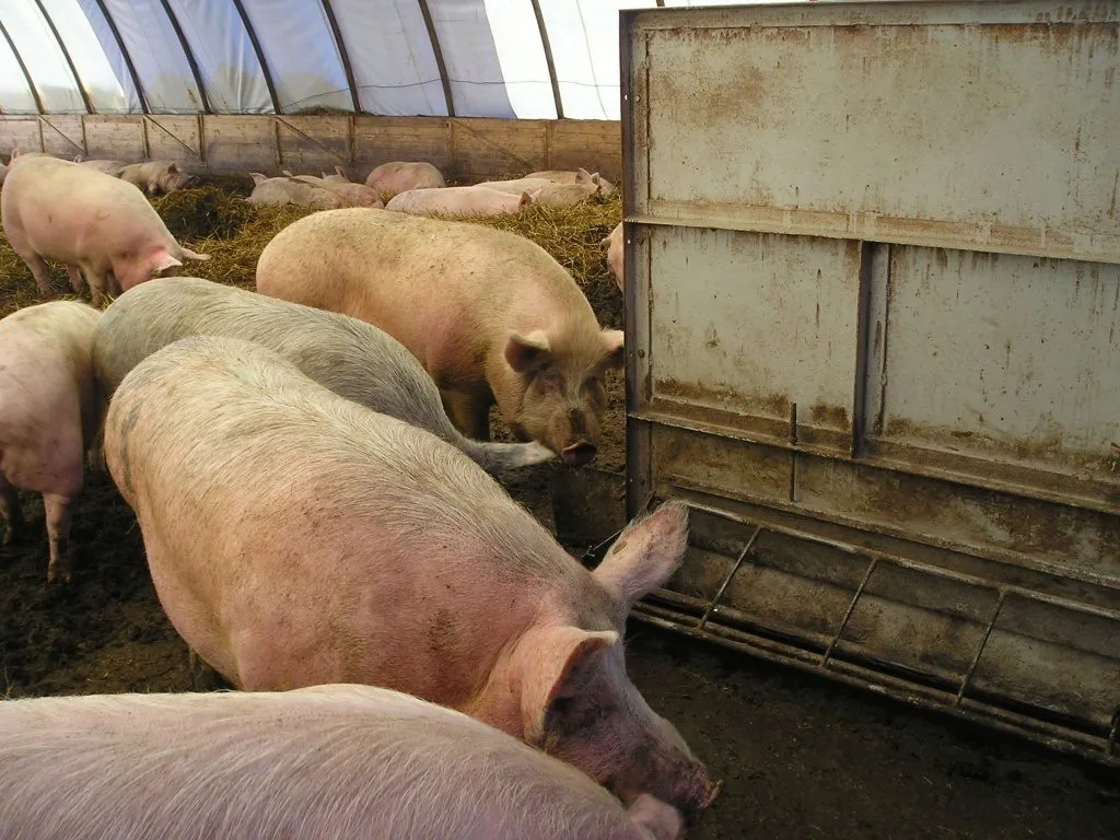 фотография продукта Свиньи, поросята, свиноматки 5-300кг