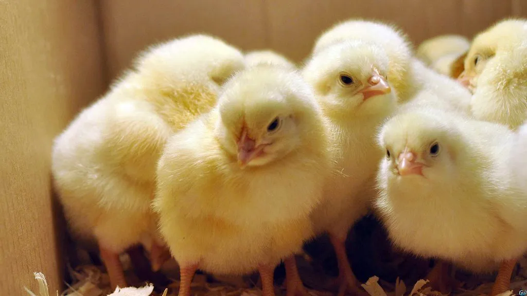 фотография продукта Доставка суточных цыплят бройлеров 