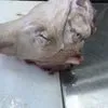 головы свиные в Наро-Фоминске 2