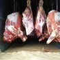мясо говядина быки  в полутушах охл  зам в Екатеринбурге