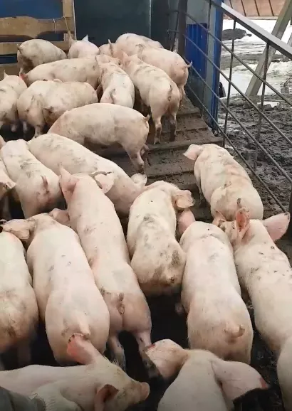 фотография продукта Поросята 5-40 кг, свиньи (оптом)