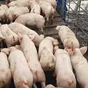 поросята 5-40 кг, свиньи (оптом) в Москве и Московской области 10