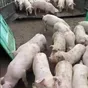 поросята 5-40 кг, свиньи (оптом) в Москве и Московской области 8
