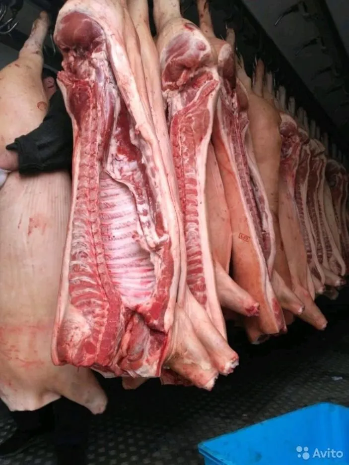 свинина оптом от производителя 161р/кг в Видном 4