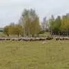 овцы-бараны разных пород в Серпухове