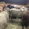 бараны , Овцы, Ягнята Курдючные в Балашихе